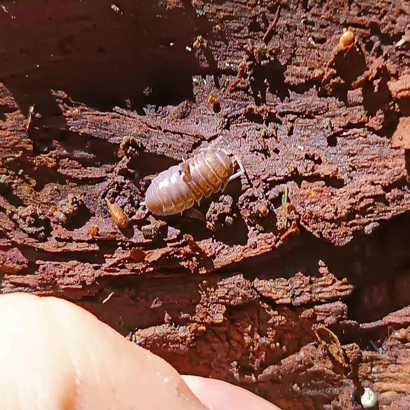C. convexus