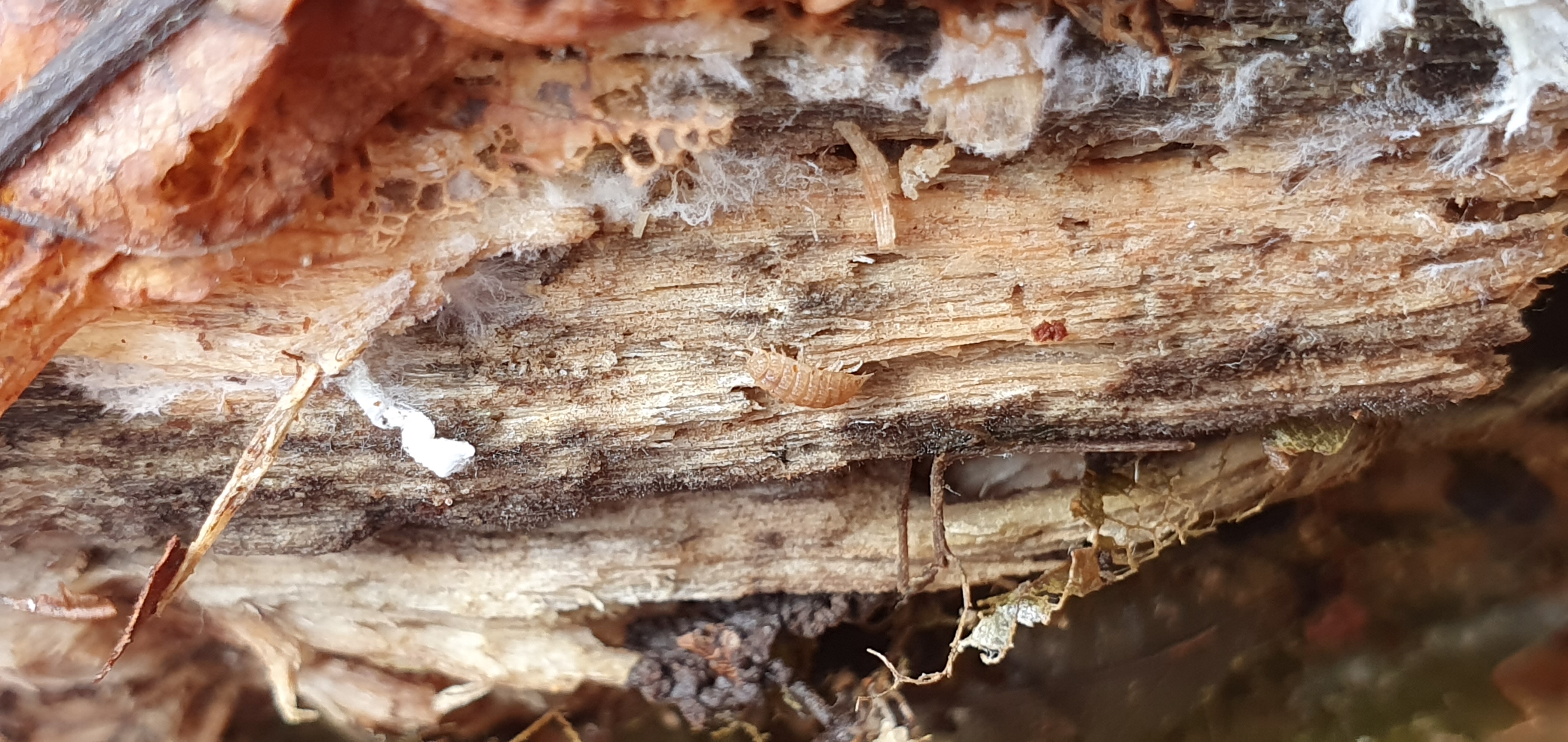 H. danicus