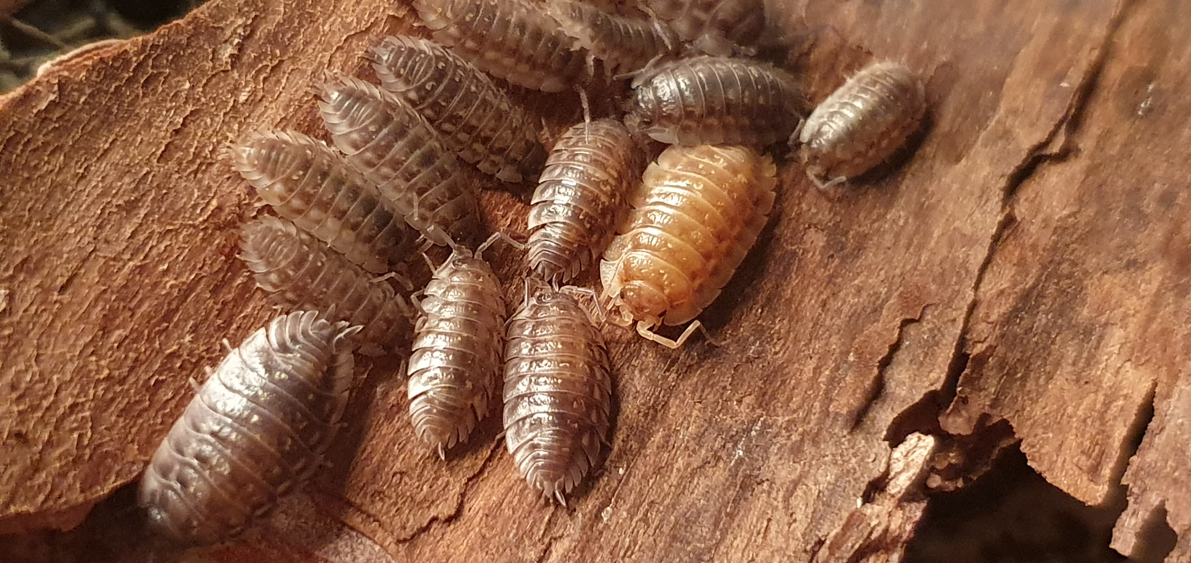 O. asellus