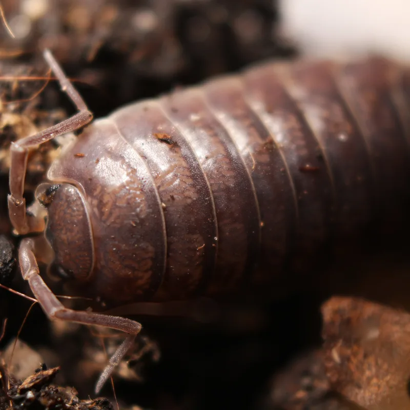 P. laevis