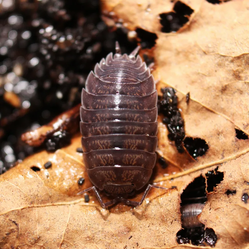P. laevis