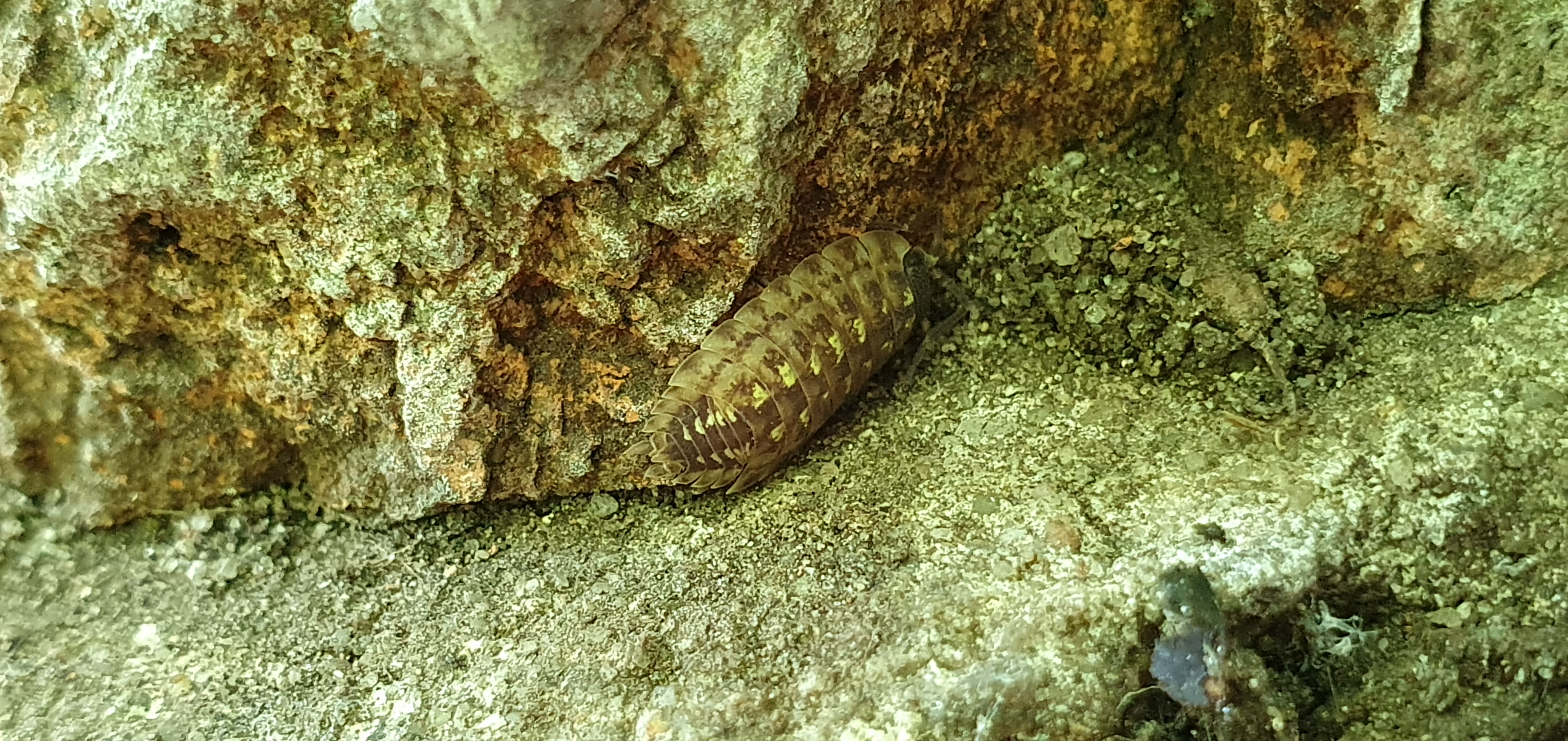 P. spinicornis