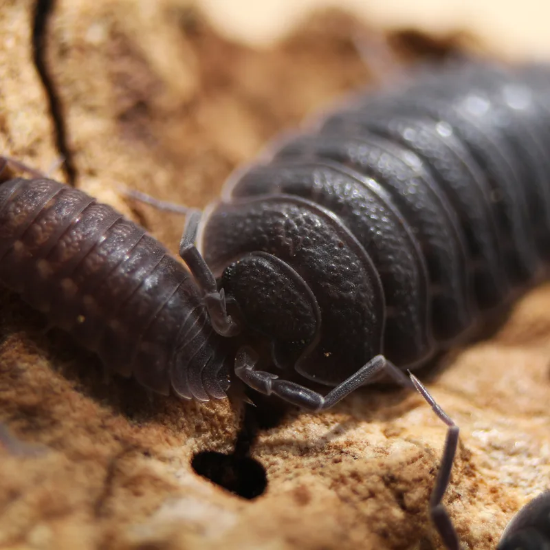 T. nodulosus
