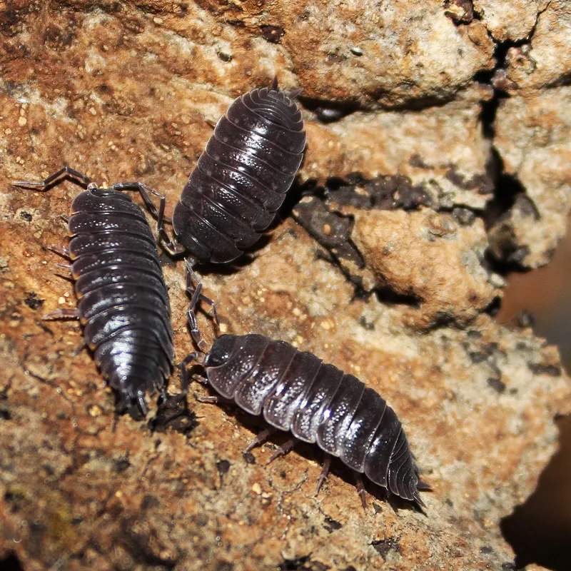 T. nodulosus
