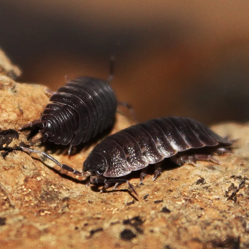T. nodulosus
