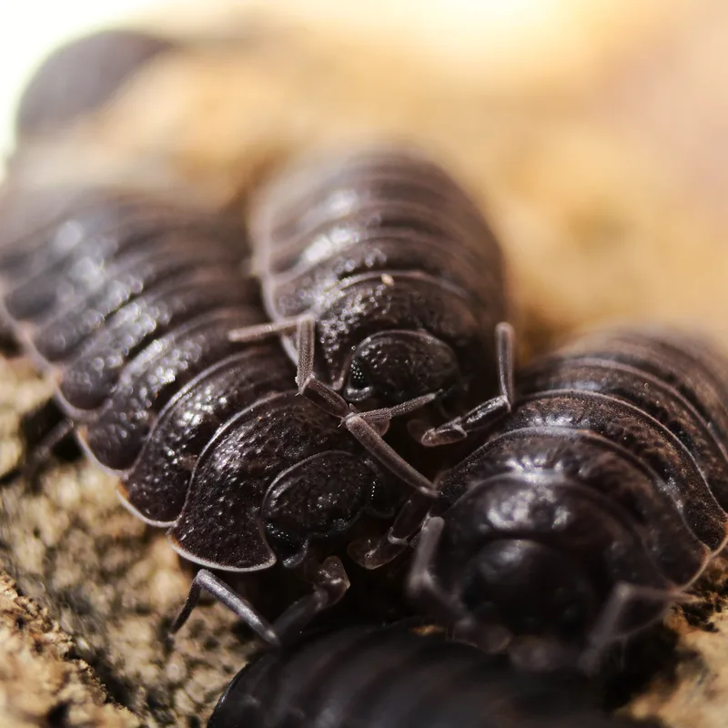 T. nodulosus