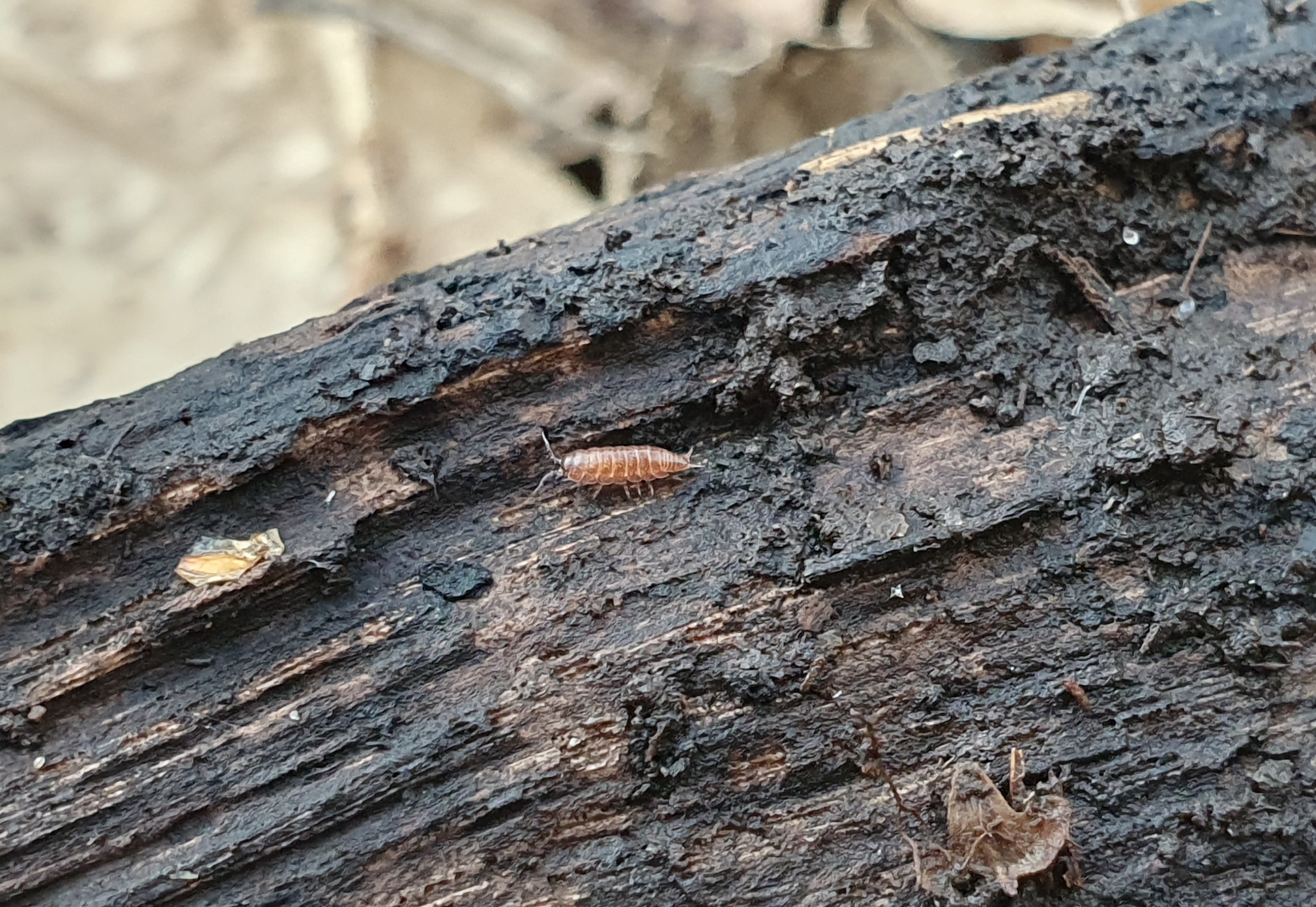 T. provisorius