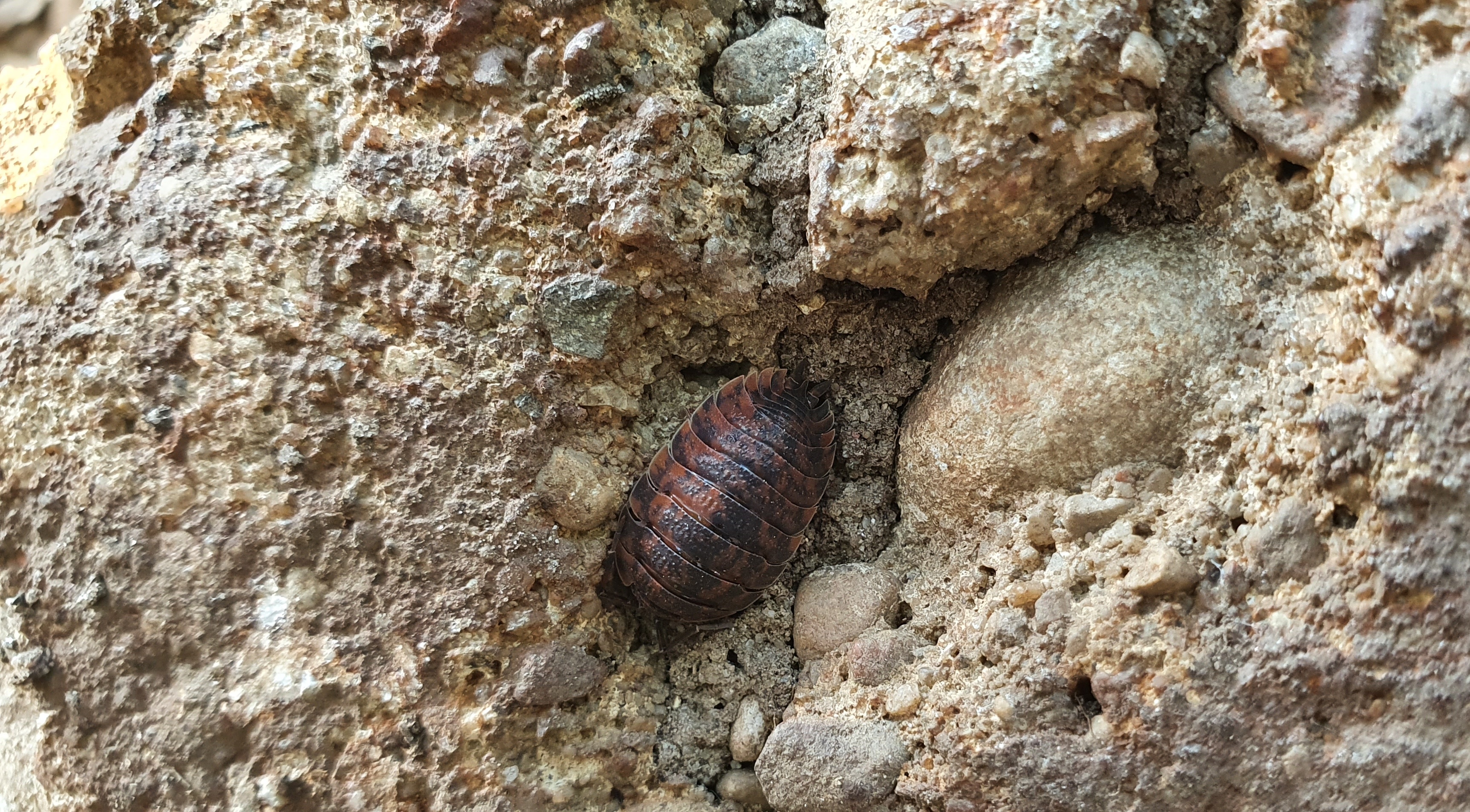 T. rathkii
