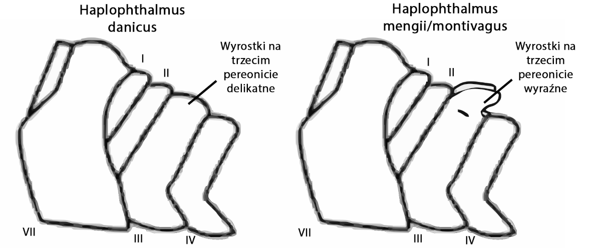 Schemat H. danicus/H. mengii H. montivagus