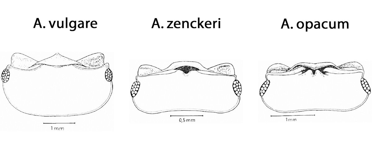 Schemat A. vulgare/zenckeri/opacum