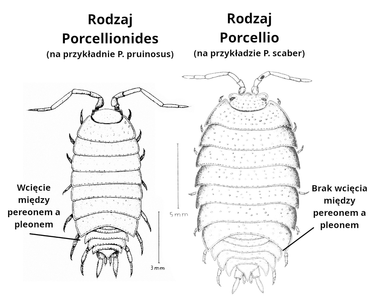 Schemat P. pruinosus/scaber
