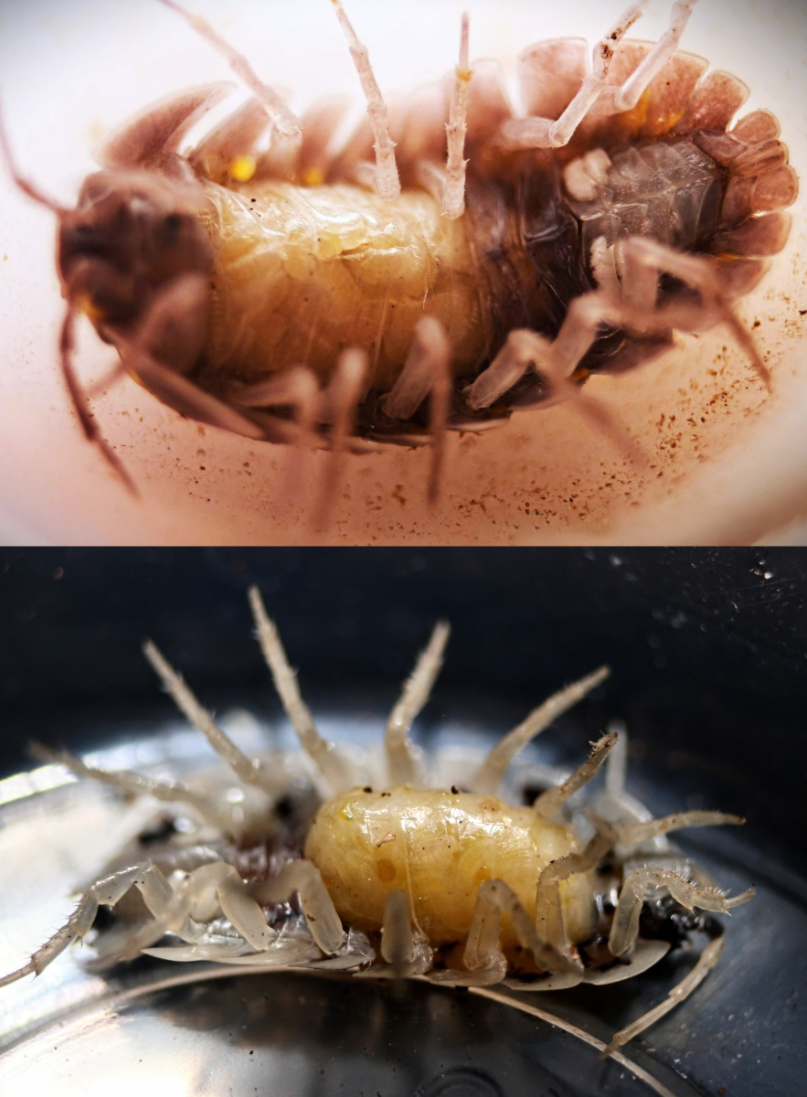 Zdjęcia marsupium